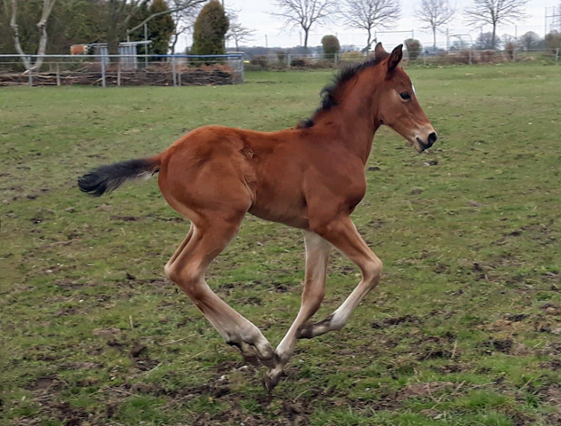 Stutfohlen von High Motion u.d. Puppenfee v. Pontifex x A Jungle Prince - Foto: U. Franke