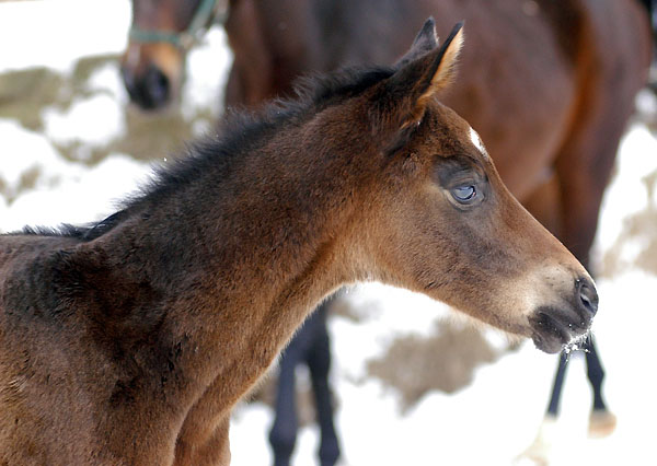 Oldenburger Filly by Freudenfest out of Beloved by Kostolany