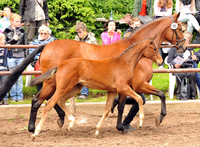 Karida von Oliver Twist u.d. Pr.u.StPrSt. Karena v. Freudenfest - Trakehner Gestt Hmelschenburg