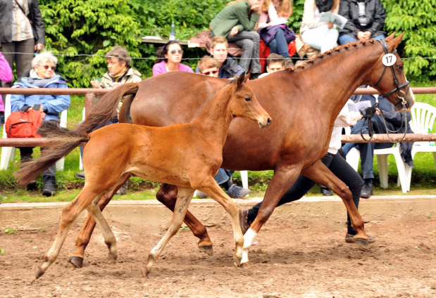 Klassic Touch v. Oliver Twist u.d. Pr.u.St.Pr.St. Klassic v. Freudenfest - Trakehner Gestt Hmelschenburg