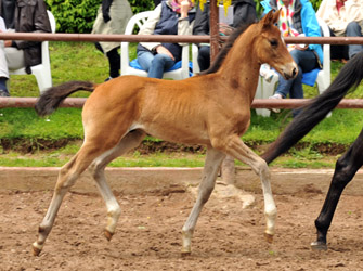 Colt by Rheinklang x Exclusiv - Foto Beate Langels