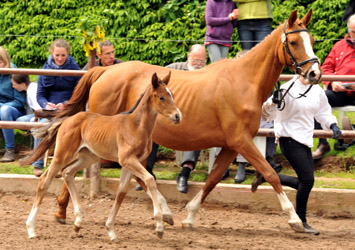 Filly by Papellito xx x Buddenbrock - Foto Beate Langels