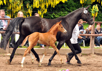 Hengstfohlen von Sans Souci x Anduc, Foto: Beate Langels