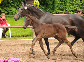 Stutfohlen von Oliver Twist x Kostolany