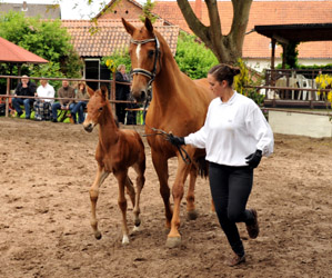 Stutfohlen von Oliver Twist x Kostolany - Foto Beate Langels