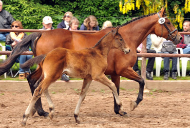 Hengstfohlen von Hibiskus x Tycoon - Foto Beate Langels