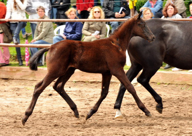 Trakehner Hengstfohlen von Schwarzgold x Caprimond, Foto Beate Langels