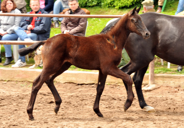 Trakehner Hengstfohlen von Schwarzgold x Caprimond, Foto Beate Langels