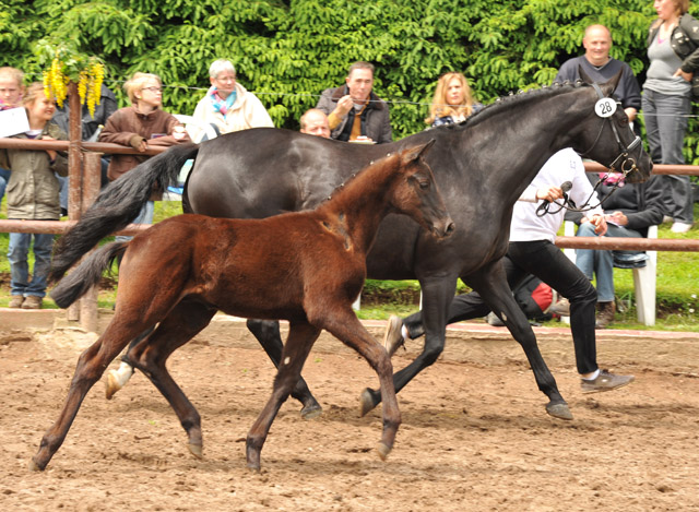 Trakehner Hengstfohlen von Schwarzgold x Caprimond, Foto Beate Langels