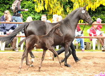 Filly by Oliver Twist out of Pr.u.StPrSt. Orvieta by Hohenstein - Foto Beate Langels