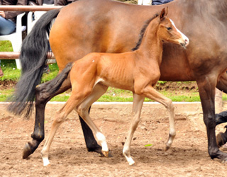 Colt by Freudenfest x Patmos, Foto: Beate Langels