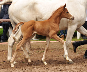 Filly by Freudenfest x Shagya-Araber