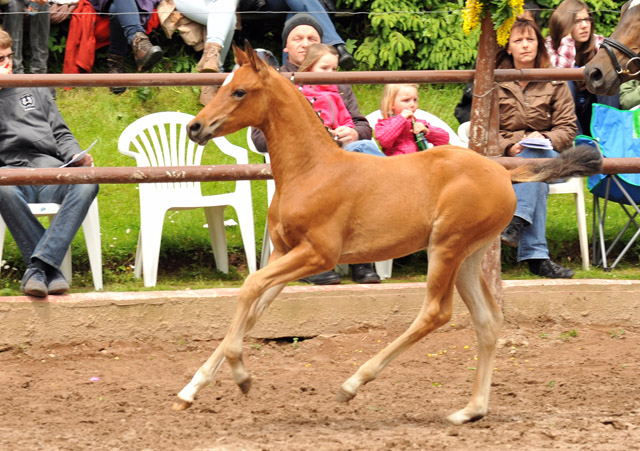 Trakehner Stutfohlen von Freudenfest x Sapros, Foto: Beate Langels