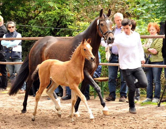 Trakehner Stutfohlen von Freudenfest x Sapros, Foto: Beate Langels