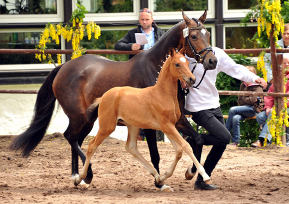 Trakehner Stutfohlen von Freudenfest x Sapros, Foto: Beate Langels