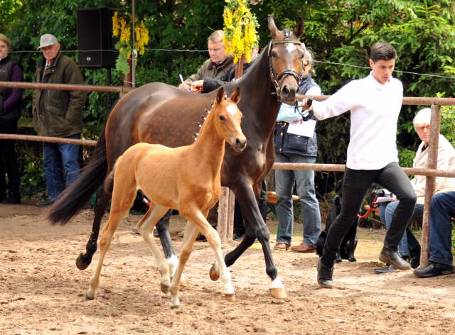 Trakehner Stutfohlen von Freudenfest x Sapros, Foto: Beate Langels