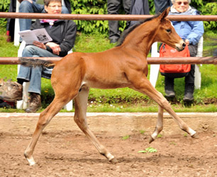 Colt by Saint Cyr x Summertime