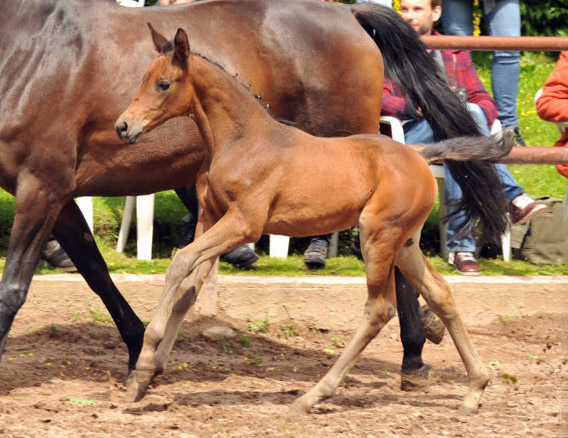 Reservesiegerin der Fohlenschau in Hmelschenburg
: Trakehner Stutfohlen von Saint Cyr u.d. Ava v. Freudenfest, Trakehner Gestt Hmelschenburg