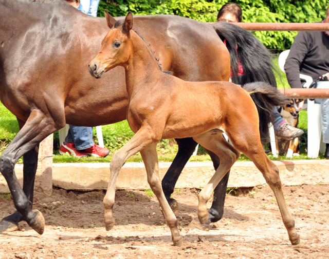 Reservesiegerin der Fohlenschau in Hmelschenburg
: Trakehner Stutfohlen von Saint Cyr u.d. Ava v. Freudenfest, Trakehner Gestt Hmelschenburg