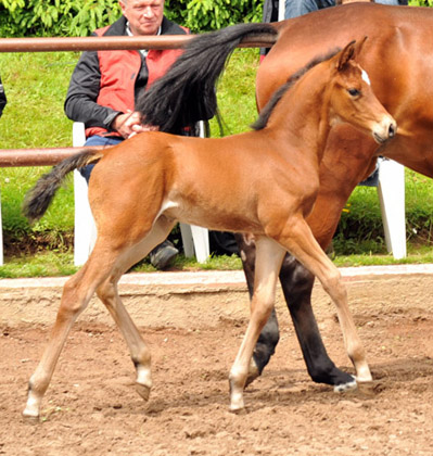 Trakehner Hengstfohlen von Saint Cyr - Summertime - Karon, Trakehner Gestt Hmelschenburg - Beate Langels