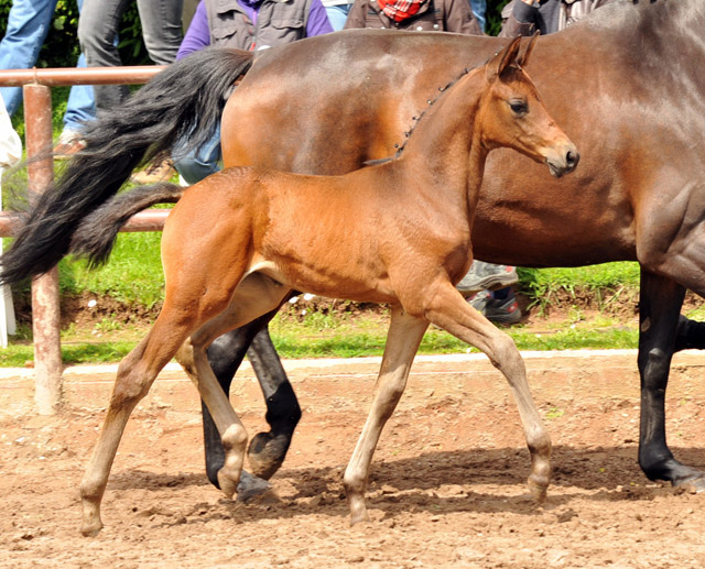 Reservesiegerin der Fohlenschau in Hmelschenburg
: Trakehner Stutfohlen von Saint Cyr u.d. Ava v. Freudenfest, Trakehner Gestt Hmelschenburg