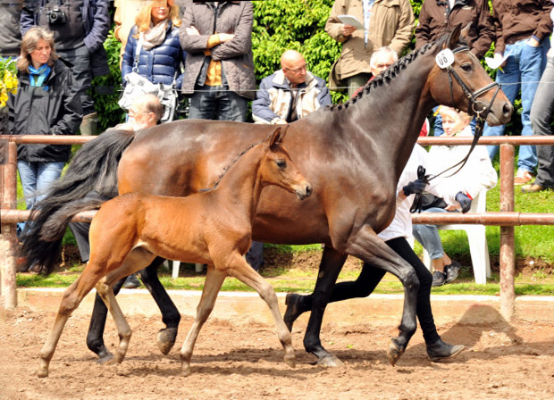 Reservesiegerin der Fohlenschau in Hmelschenburg
: Trakehner Stutfohlen von Saint Cyr u.d. Ava v. Freudenfest, Trakehner Gestt Hmelschenburg