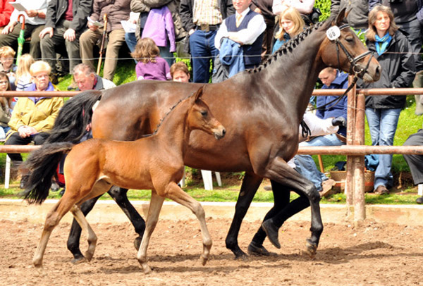 Reservesiegerin der Fohlenschau in Hmelschenburg
: Trakehner Stutfohlen von Saint Cyr u.d. Ava v. Freudenfest, Trakehner Gestt Hmelschenburg