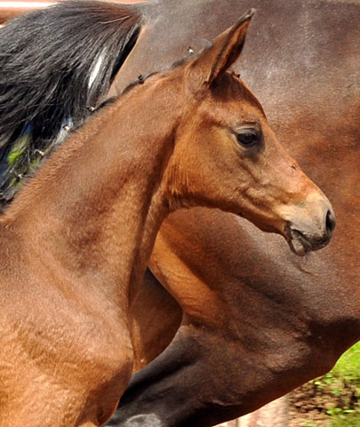 Reservesiegerin der Fohlenschau in Hmelschenburg
: Trakehner Stutfohlen von Saint Cyr u.d. Ava v. Freudenfest, Trakehner Gestt Hmelschenburg