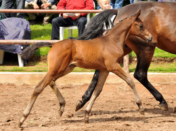 Reservesiegerin der Fohlenschau in Hmelschenburg
: Trakehner Stutfohlen von Saint Cyr u.d. Ava v. Freudenfest, Trakehner Gestt Hmelschenburg