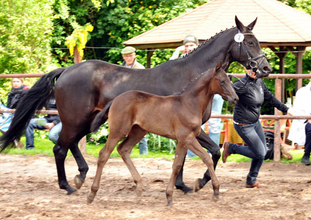 Trakehner Stutfohlen von Saint Cyr - Summertime - Rockefeller , Foto: Beate Langels - Trakehner Gestt Hmelschenburg