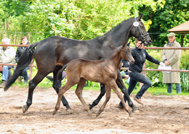 Trakehner Stutfohlen von Saint Cyr - Summertime - Rockefeller , Foto: Beate Langels - Trakehner Gestt Hmelschenburg