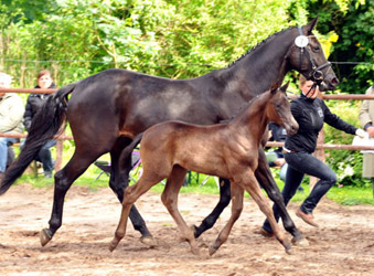 Stutfohlen von Saint Cyr x Summertime - Foto Beate Langels