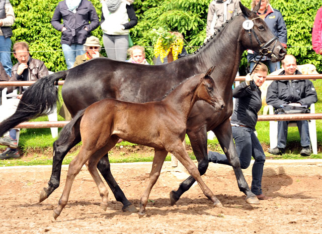 Trakehner Stutfohlen von Saint Cyr - Summertime - Rockefeller , Foto: Beate Langels - Trakehner Gestt Hmelschenburg