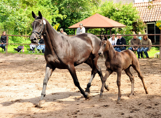 Trakehner Stutfohlen von Saint Cyr - Summertime - Rockefeller , Foto: Beate Langels - Trakehner Gestt Hmelschenburg