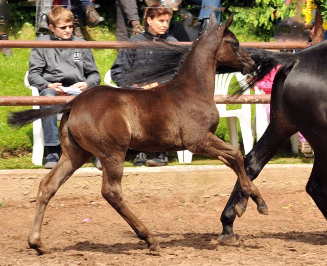 Trakehner Stutfohlen von Saint Cyr - Summertime - Rockefeller , Foto: Beate Langels - Trakehner Gestt Hmelschenburg