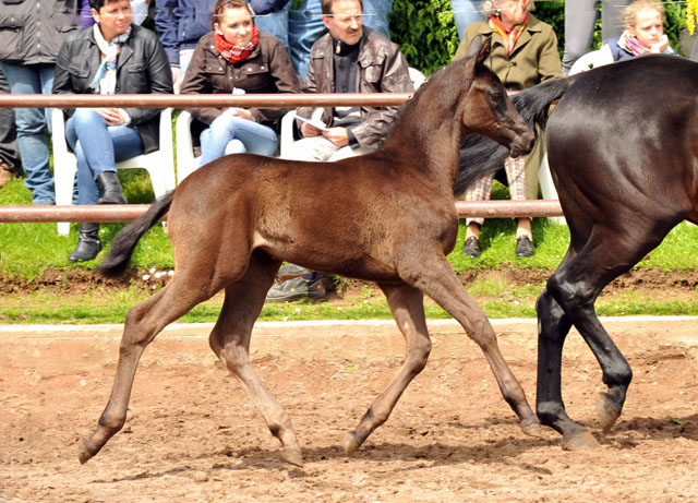 Trakehner Stutfohlen von Saint Cyr - Summertime - Rockefeller , Foto: Beate Langels - Trakehner Gestt Hmelschenburg