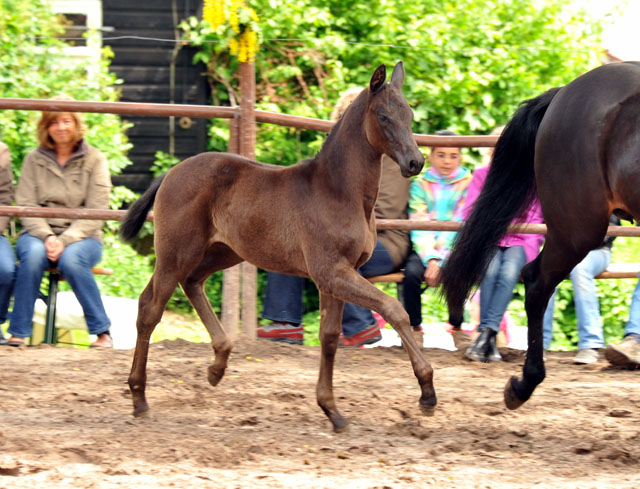 Trakehner Stutfohlen von Saint Cyr - Summertime - Rockefeller , Foto: Beate Langels - Trakehner Gestt Hmelschenburg