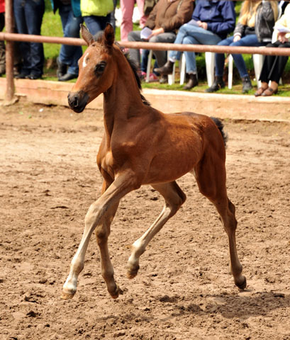 Trakehner Stutfohlen von Saint Cyr u.d. Farosa v. Guter Planet, Foto: Beate Langels, Trakehner Gestt Hmelschenburg