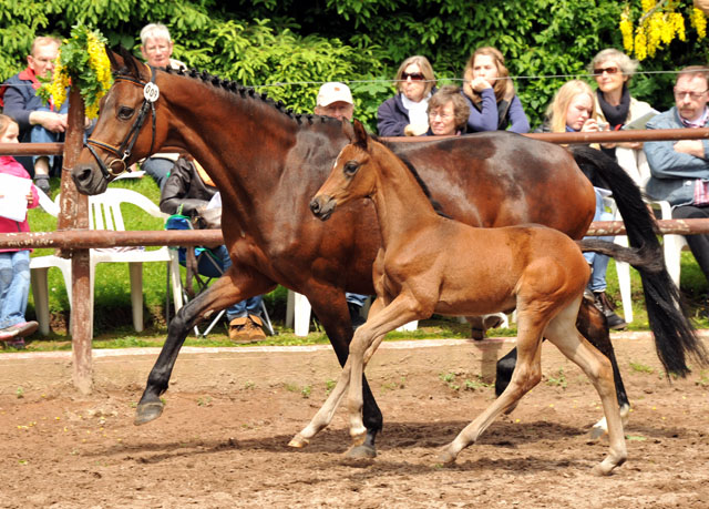 Trakehner Stutfohlen von Saint Cyr u.d. Farosa v. Guter Planet, Foto: Beate Langels, Trakehner Gestt Hmelschenburg