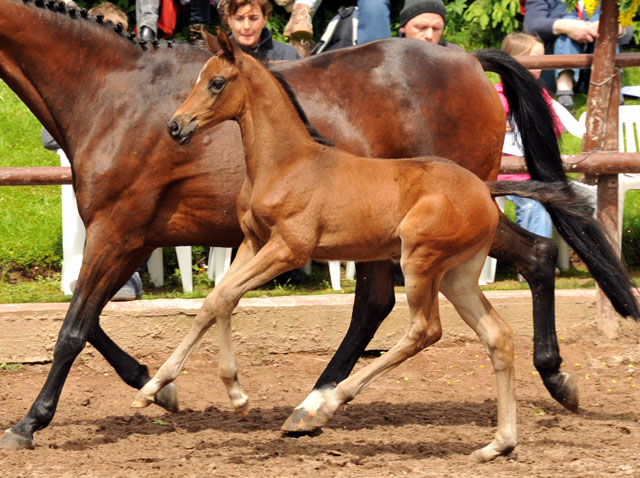 Trakehner Stutfohlen von Saint Cyr u.d. Farosa v. Guter Planet, Foto: Beate Langels, Trakehner Gestt Hmelschenburg