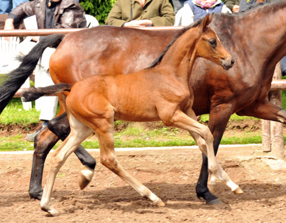 Trakehner Stutfohlen von Saint Cyr u.d. Farosa v. Guter Planet, Foto: Beate Langels, Trakehner Gestt Hmelschenburg