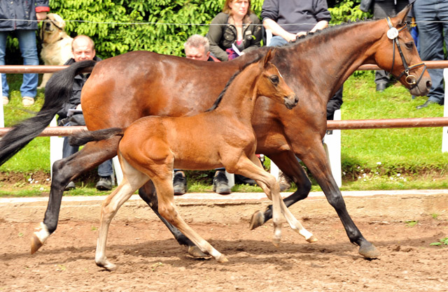 Trakehner Stutfohlen von Saint Cyr u.d. Farosa v. Guter Planet, Foto: Beate Langels, Trakehner Gestt Hmelschenburg