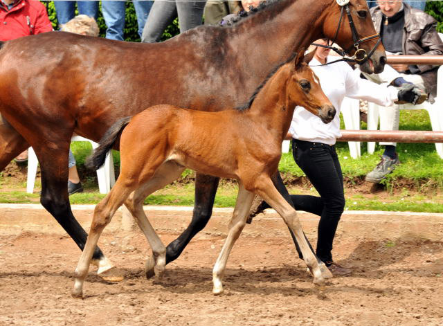 Trakehner Stutfohlen von Saint Cyr u.d. Farosa v. Guter Planet, Foto: Beate Langels, Trakehner Gestt Hmelschenburg