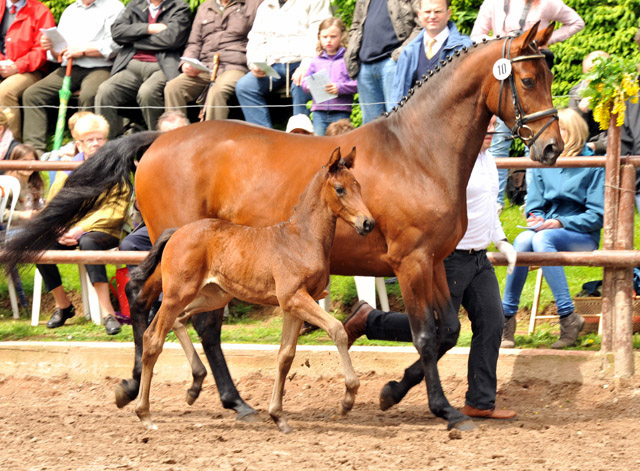 Trakehner Stutfohlen von Saint Cyr - Polarion - Rockefeller , Foto: Beate Langels - Trakehner Gestt Hmelschenburg