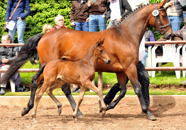 Trakehner Stutfohlen von Saint Cyr - Polarion - Rockefeller , Foto: Beate Langels - Trakehner Gestt Hmelschenburg