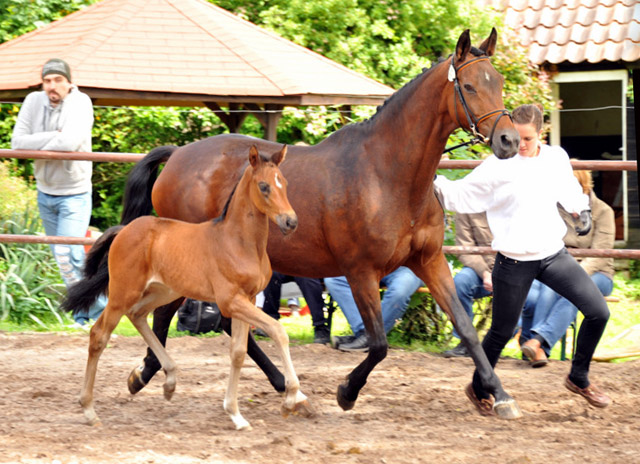 Trakehner Stutfohlen von Saint Cyr u.d. Farosa v. Guter Planet, Foto: Beate Langels, Trakehner Gestt Hmelschenburg