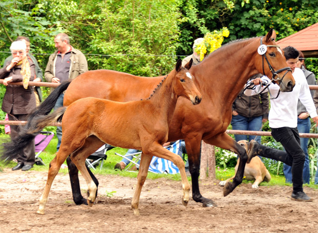 Karida von Oliver Twist u.d. Pr.u.StPrSt. Karena v. Freudenfest - Trakehner Gestt Hmelschenburg