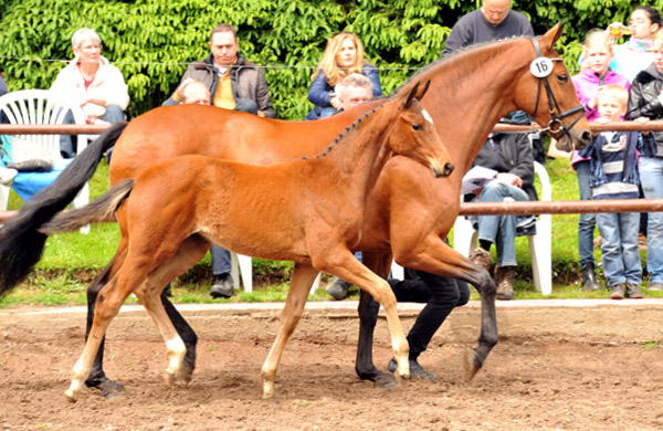 Karida von Oliver Twist u.d. Pr.u.StPrSt. Karena v. Freudenfest - Trakehner Gestt Hmelschenburg