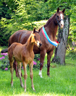 Siegerin der Stutfohlen: Stutfohlen von Oliver Tiwst u.d. Pr.u.StPrSt. Klassic v. Freudenfest