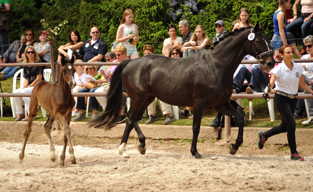 Trakehner Hengstfohlen von Honor du Soir u.d. u.d. Pr.St. Hannah v. Freudenfest u.d. Elitestute Hekate v. Exclusiv - Foto: Beate Langels